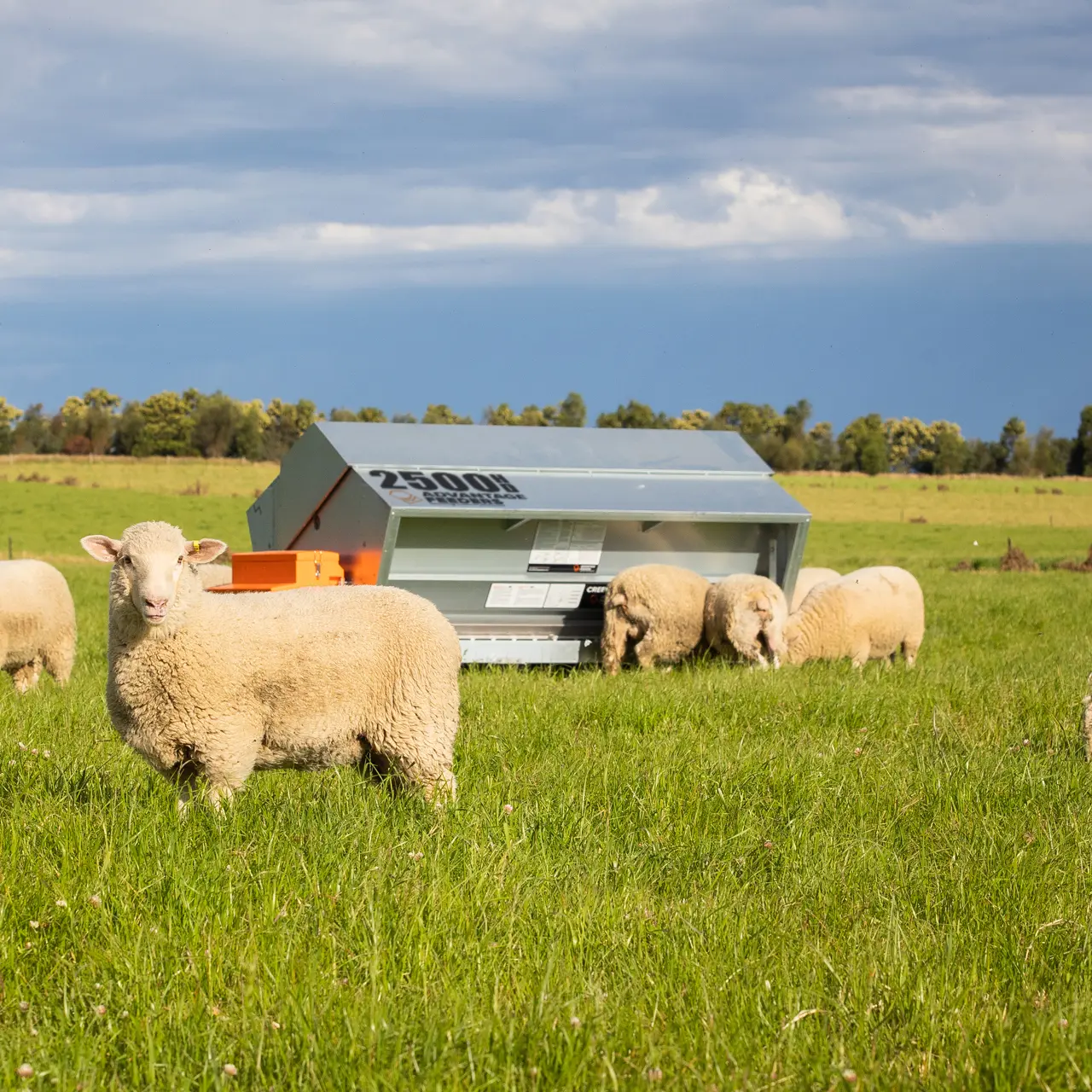 2500HD Grain Feeder - Image 4